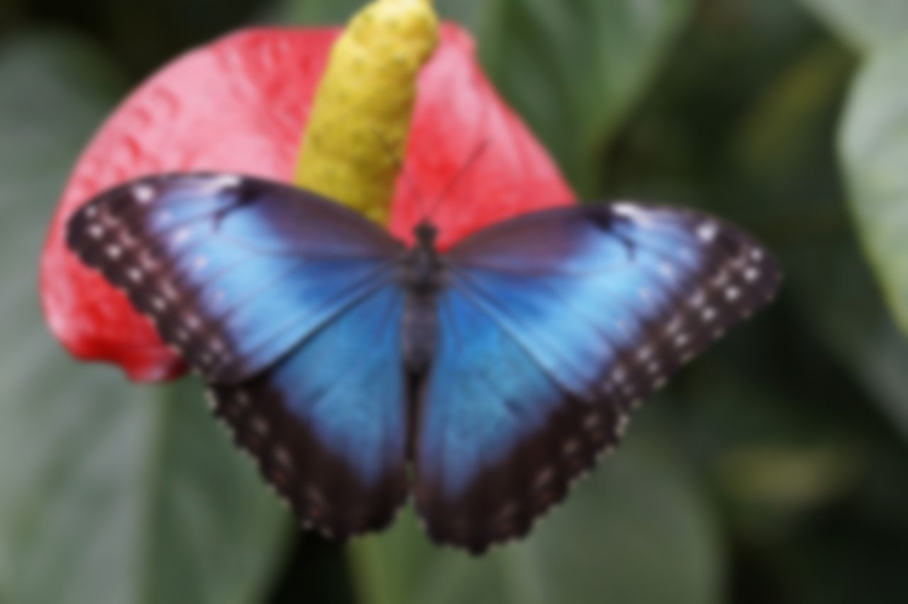 farfalla sfocata